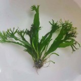 Папороть таїландська Вінделова